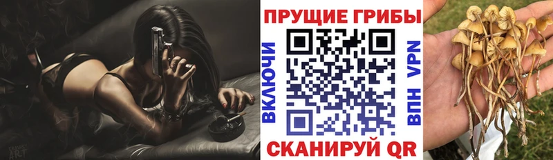 закладка  Карабулак  Галлюциногенные грибы Cubensis 