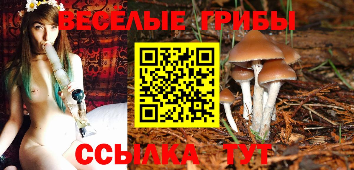 Карабулак  Галлюциногенные грибы Psilocybe  купить   Вход с VPN 